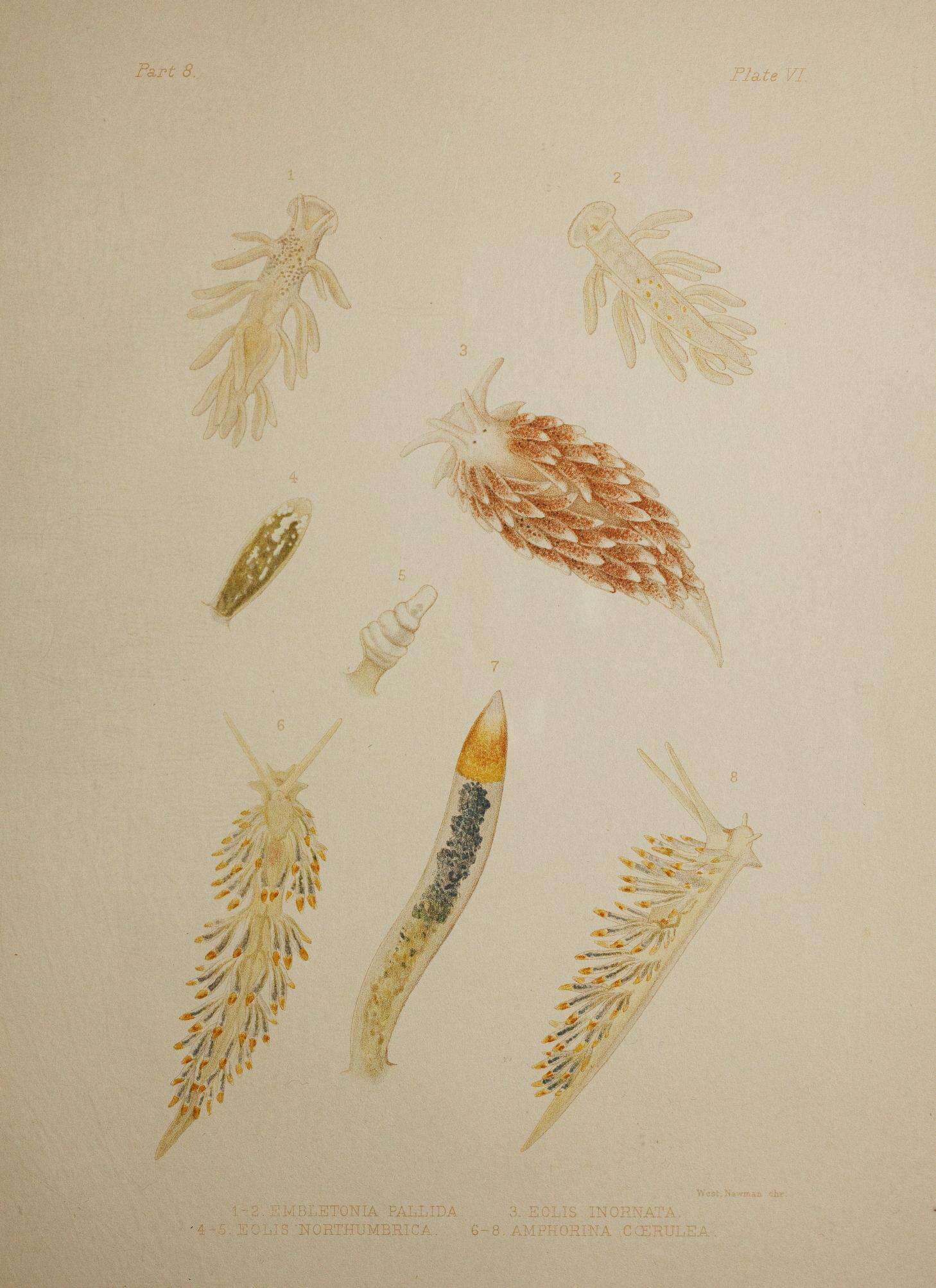 Image de Tenellia A. Costa 1866