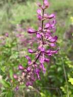 Image of Ocimum serratum (Schltr.) A. J. Paton