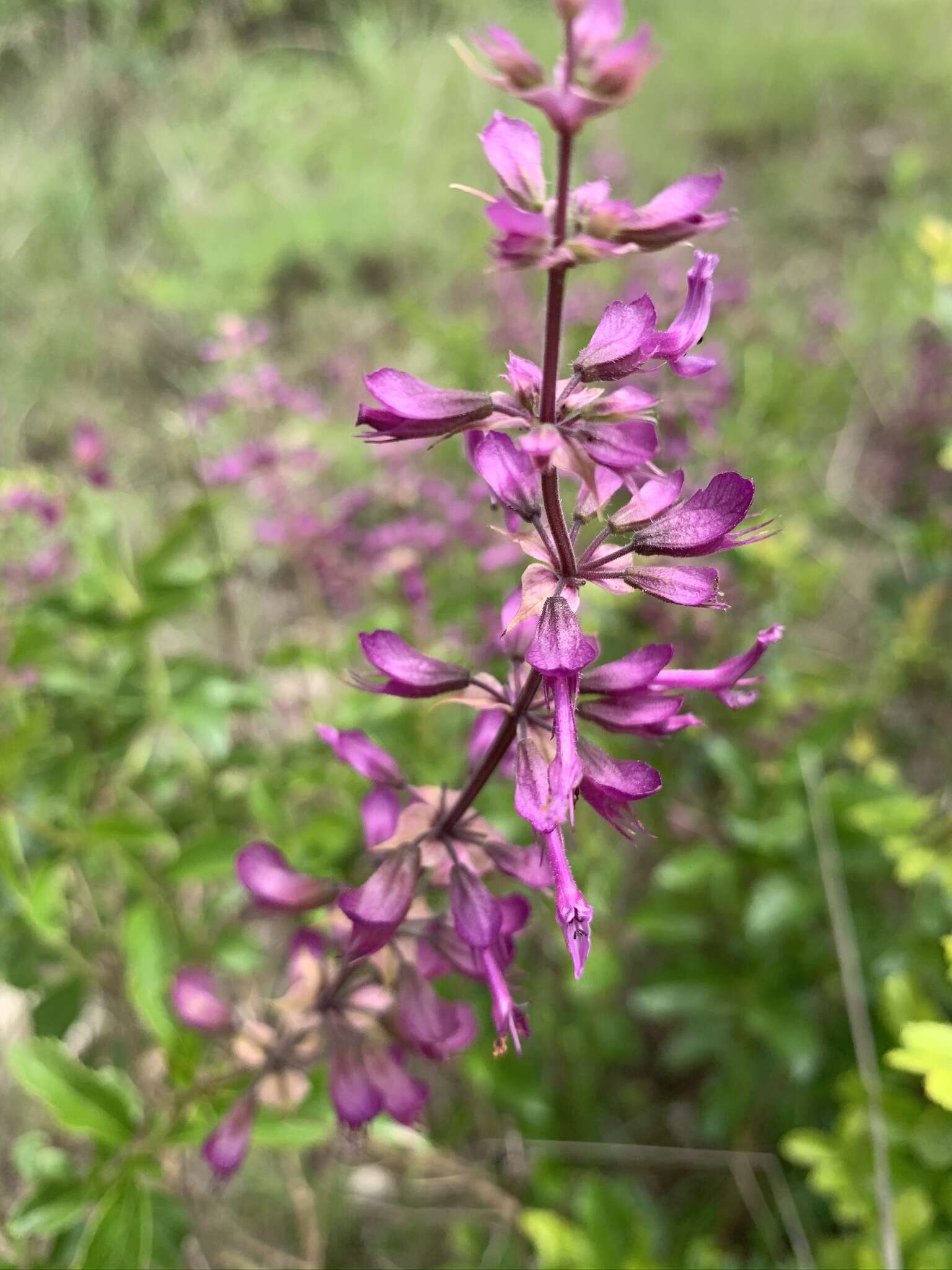 Image de Ocimum serratum (Schltr.) A. J. Paton