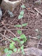Image of Clinopodium vulgare subsp. arundanum (Boiss.) Nyman