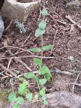 Clinopodium vulgare subsp. arundanum (Boiss.) Nyman resmi