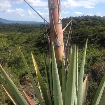 Слика од Agave vivipara L.