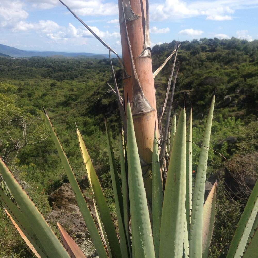 Image of Garden sisal