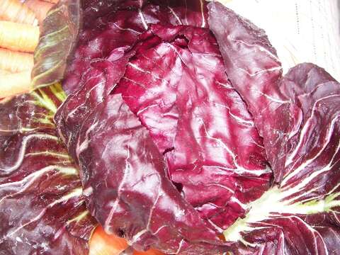 Image of chicory