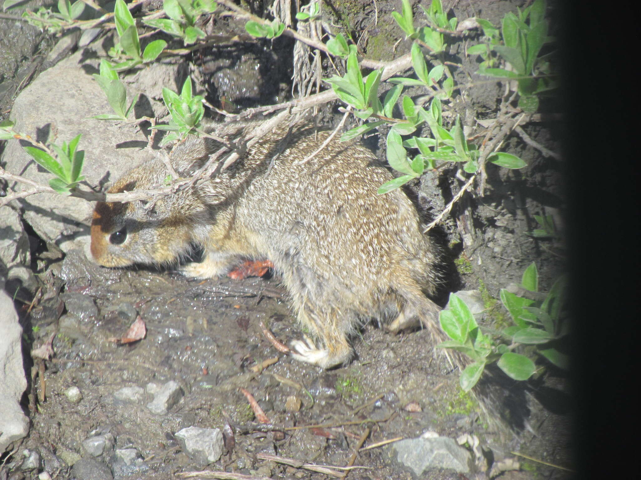 Image of Arctic ground squirrel