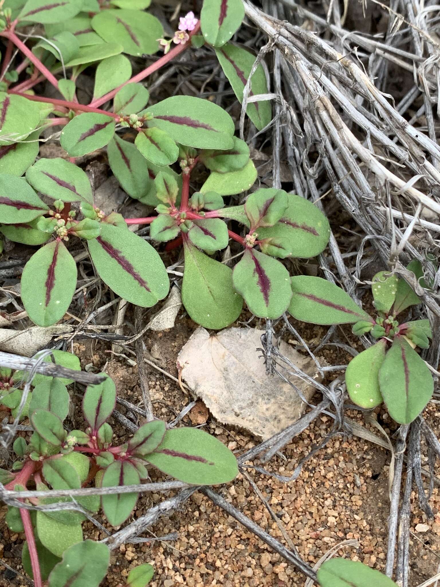 Image of Gisekia africana var. africana