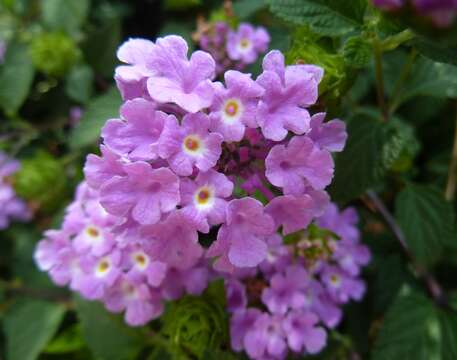 Image of trailing shrubverbena