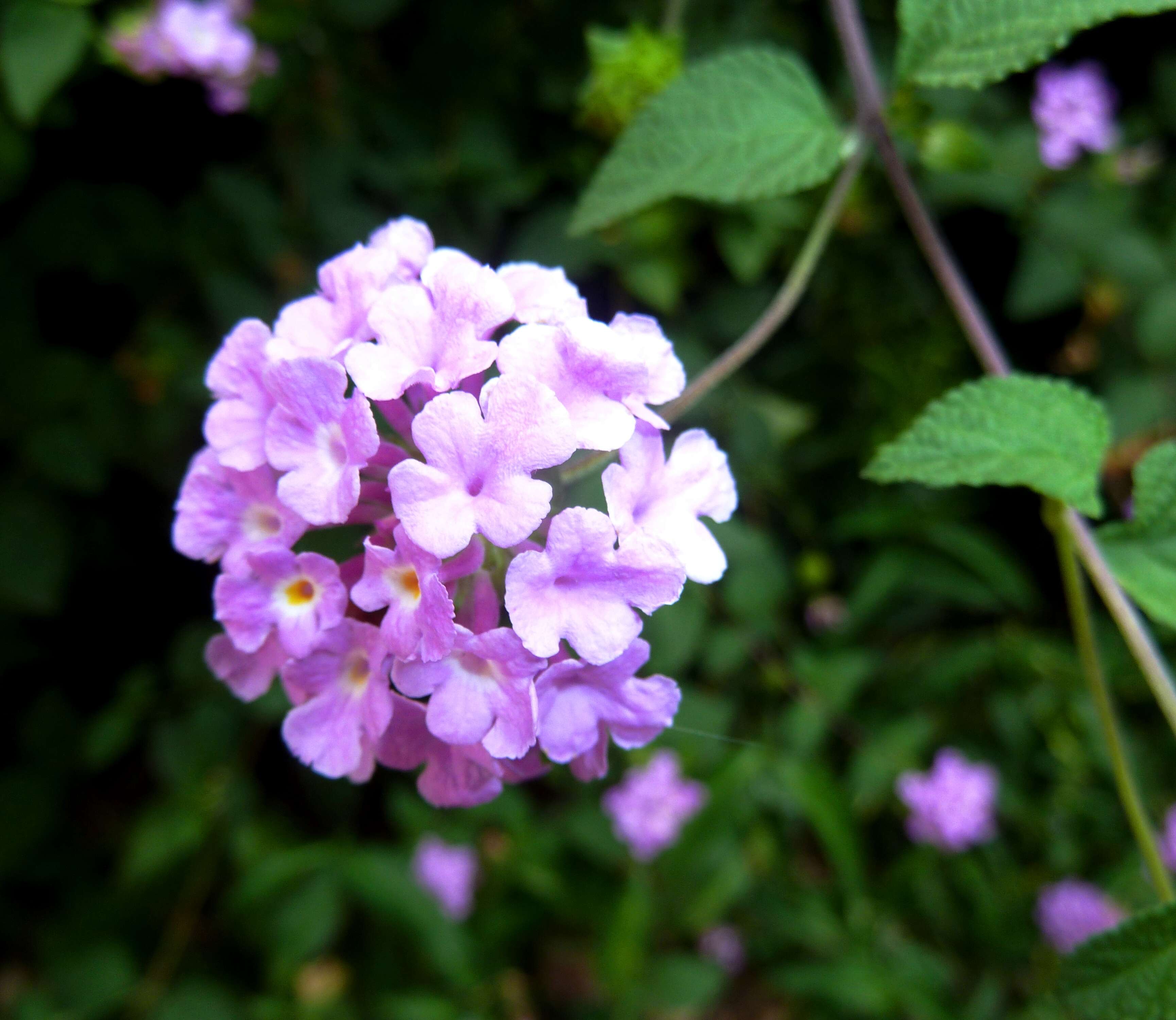 Image of trailing shrubverbena