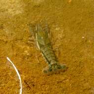Image of Procambarus dupratzii Penn 1953