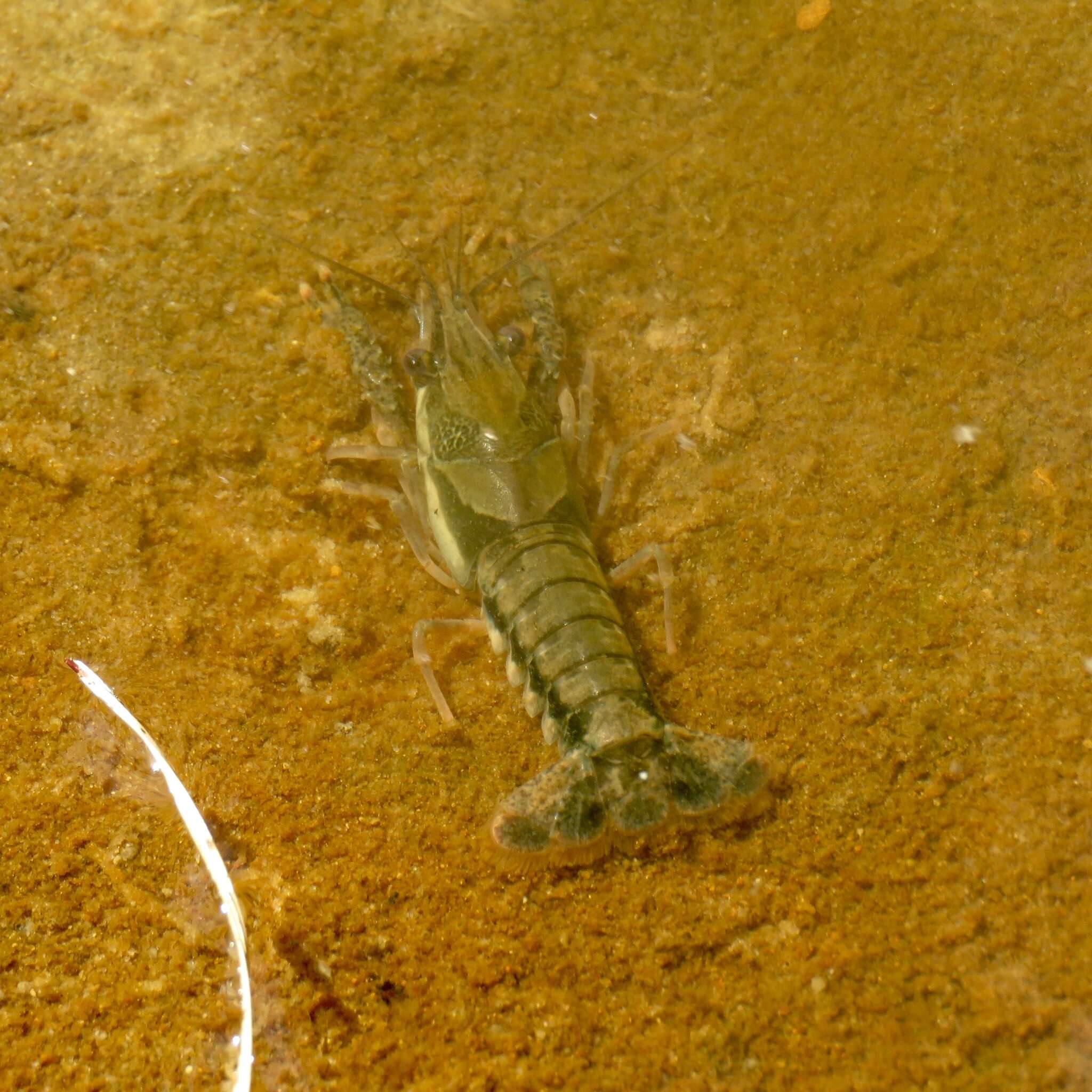 Image of Procambarus dupratzii Penn 1953