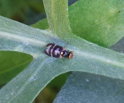 Image de Urophora quadrifasciata (Meigen 1826)