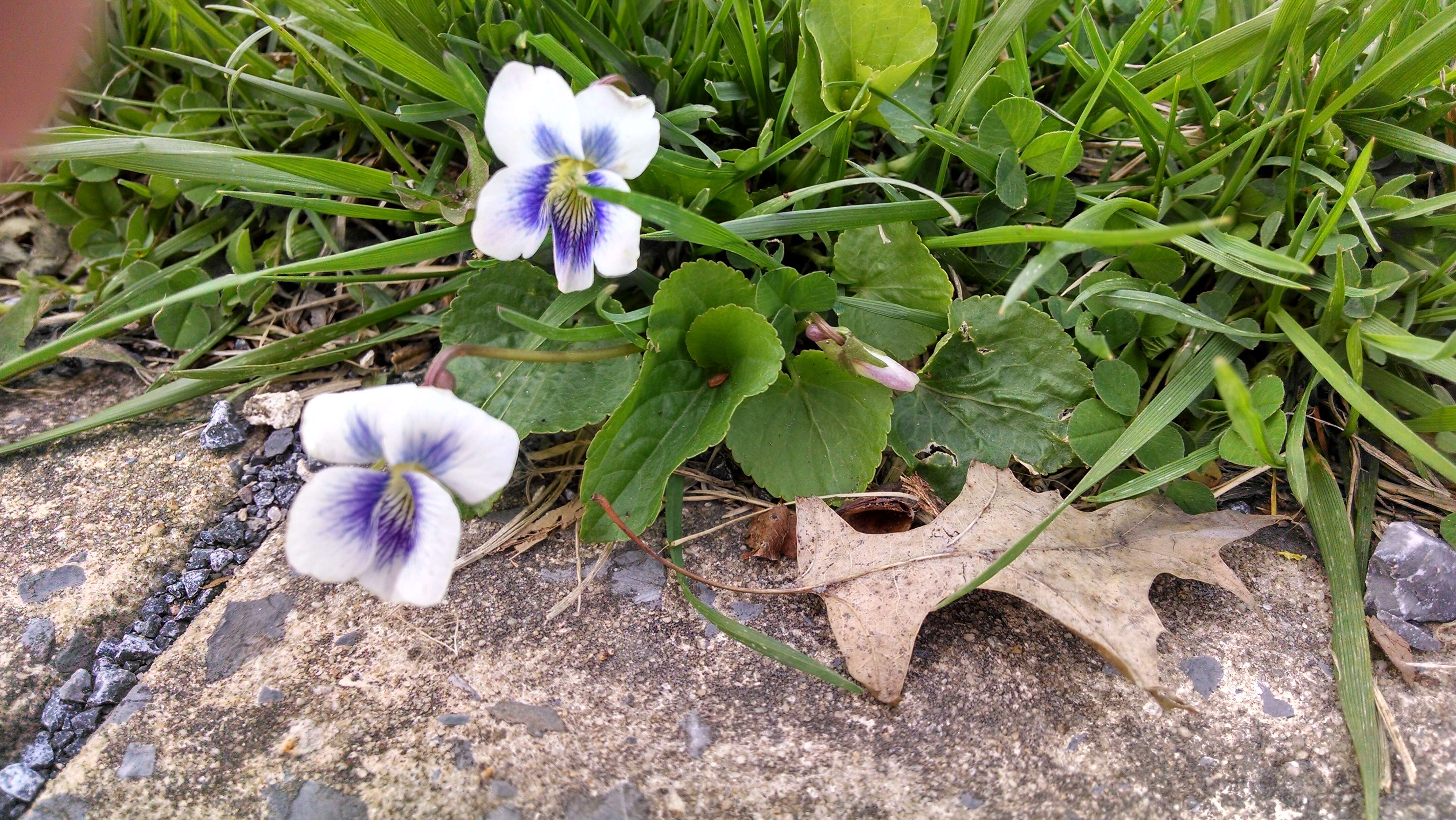 Image of common blue violet