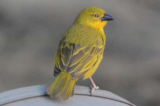 Image of African Golden Weaver