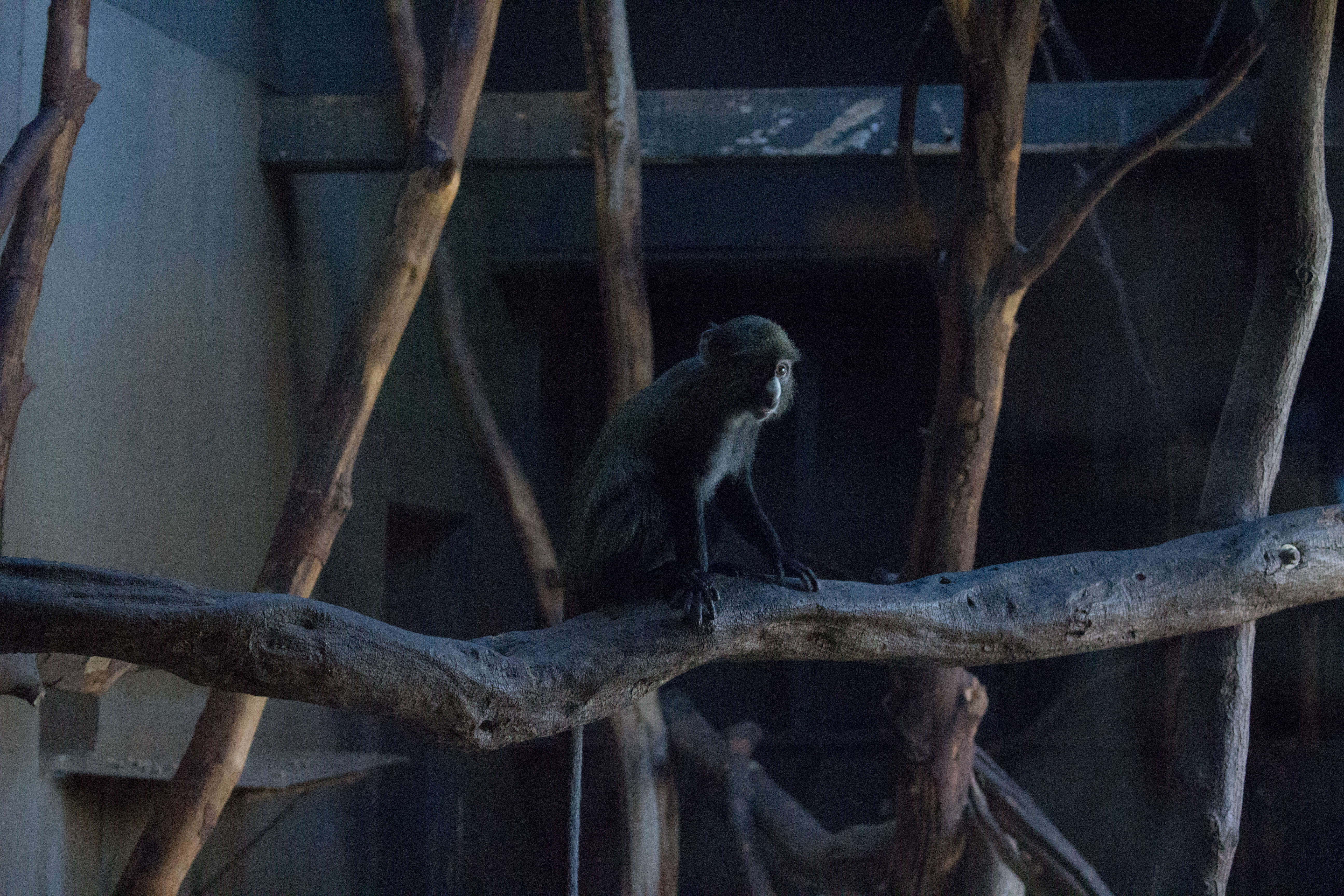 Image of Greater Spot-nosed Guenon