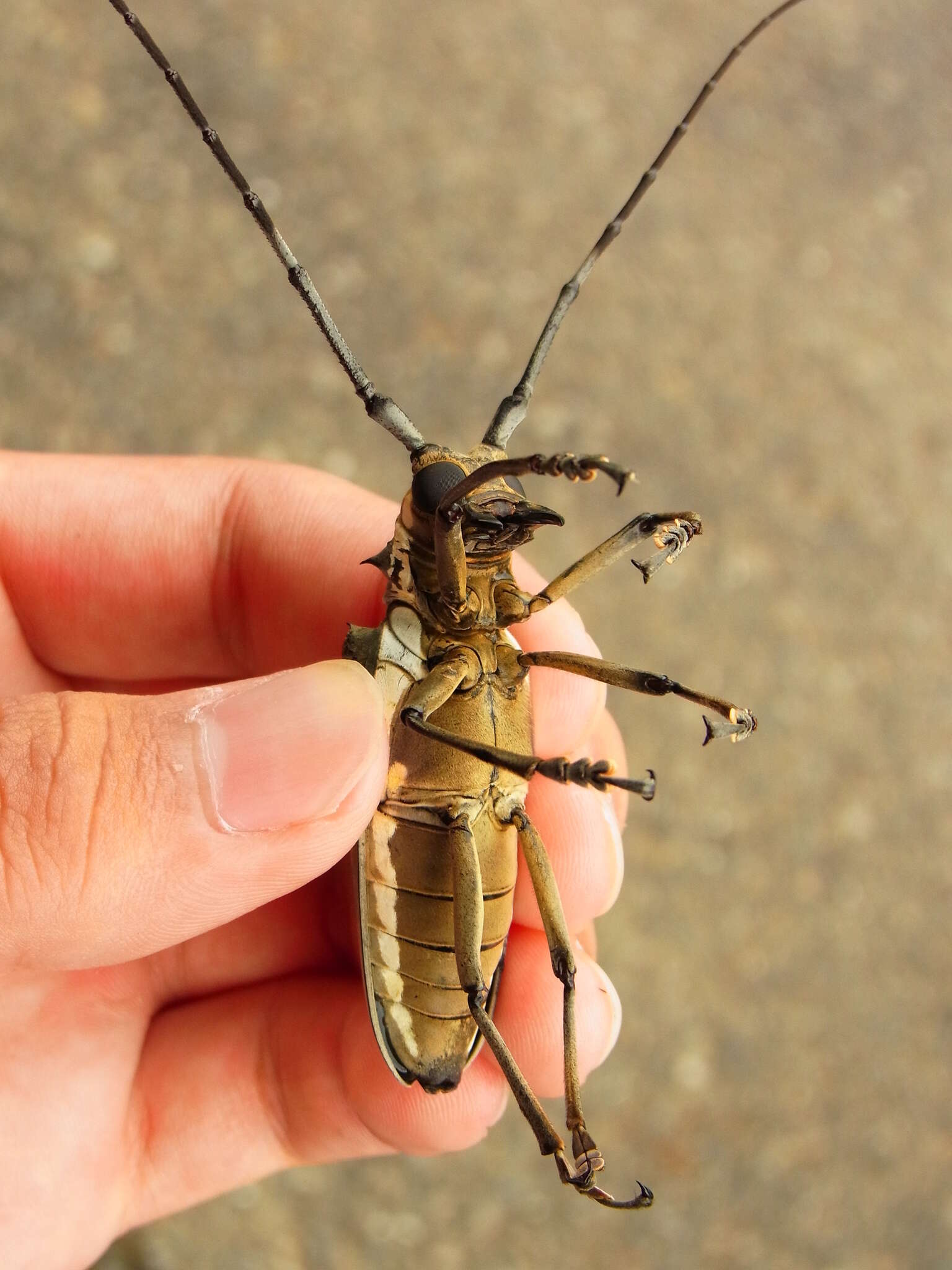 Image of Batocera lineolata Chevrolat 1852