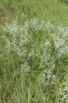 Image of silverleaf Indian breadroot