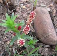 Imagem de Acalypha glandulifolia Buchinger & Meisn. ex C. Krauss