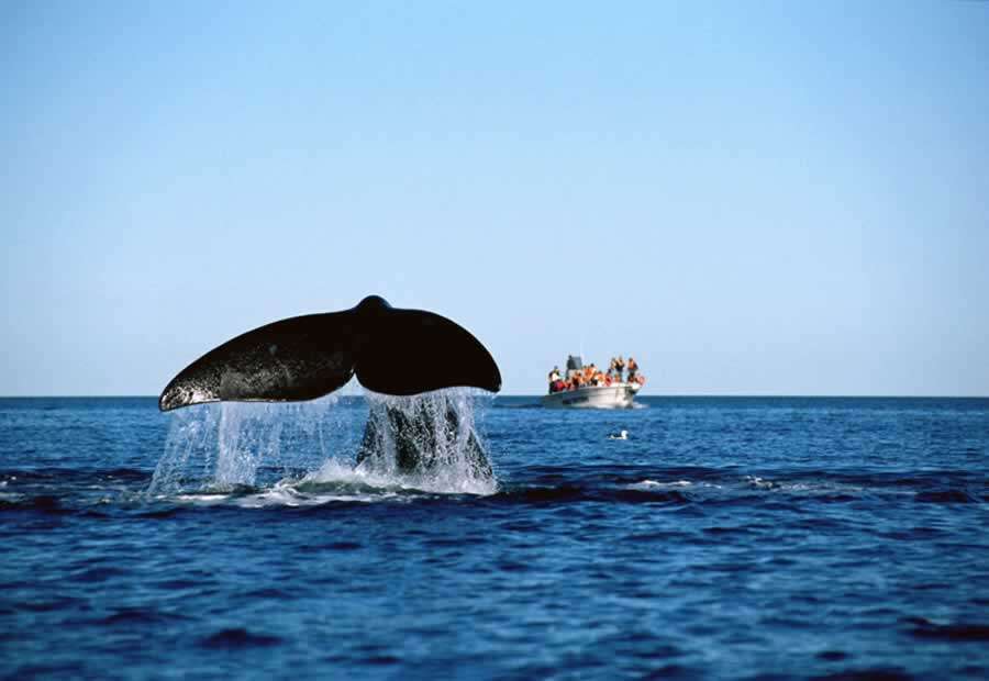 Image of Southern Right Whale