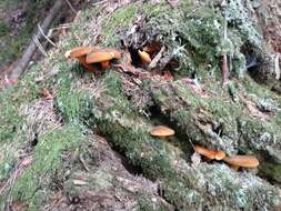 Image of Hygrophoropsis rufa (D. A. Reid) Knudsen 2008