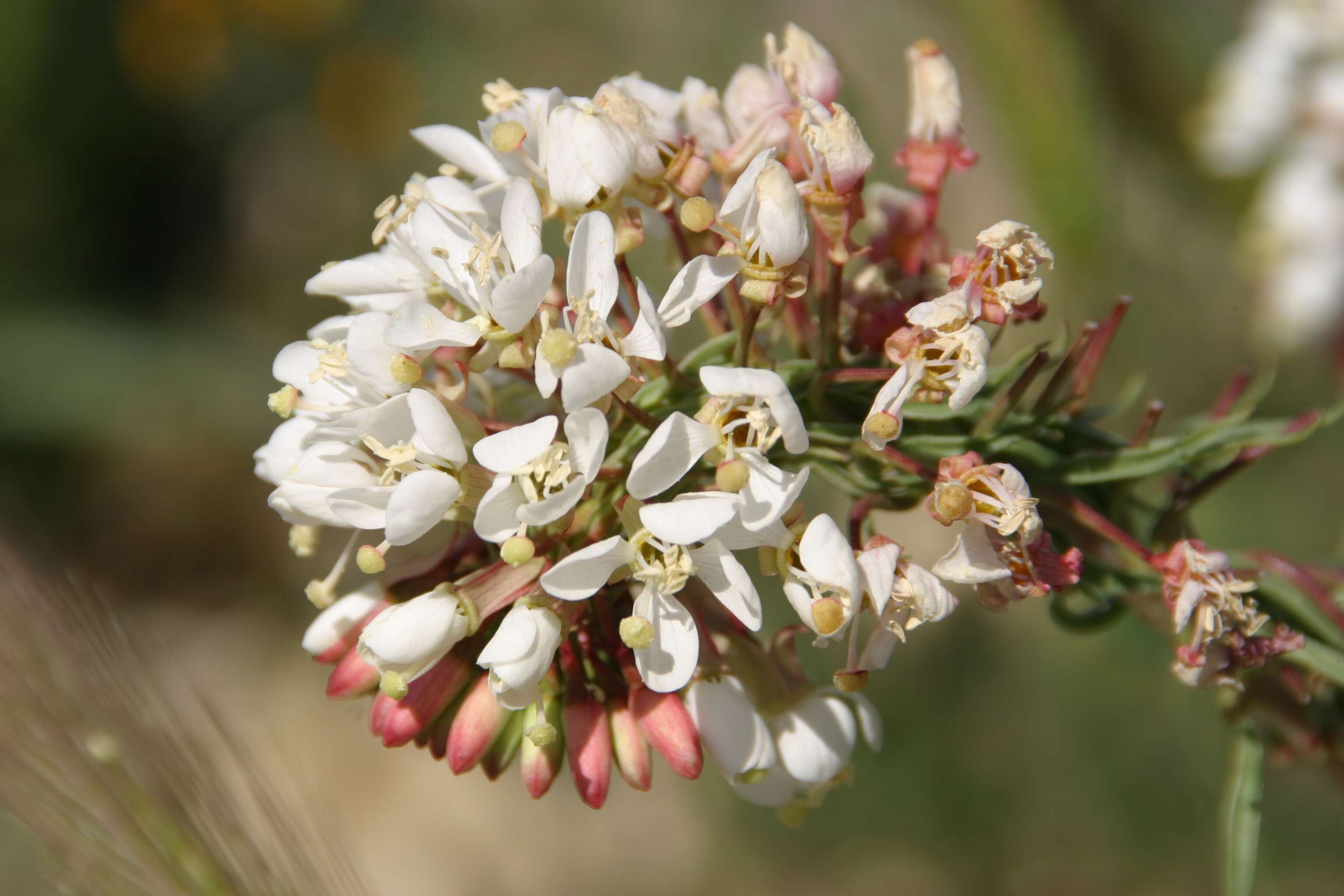 Eremothera boothii (Douglas) W. L. Wagner & Hoch的圖片