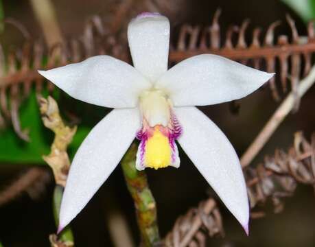 Image of Bromheadia finlaysoniana (Lindl.) Miq.