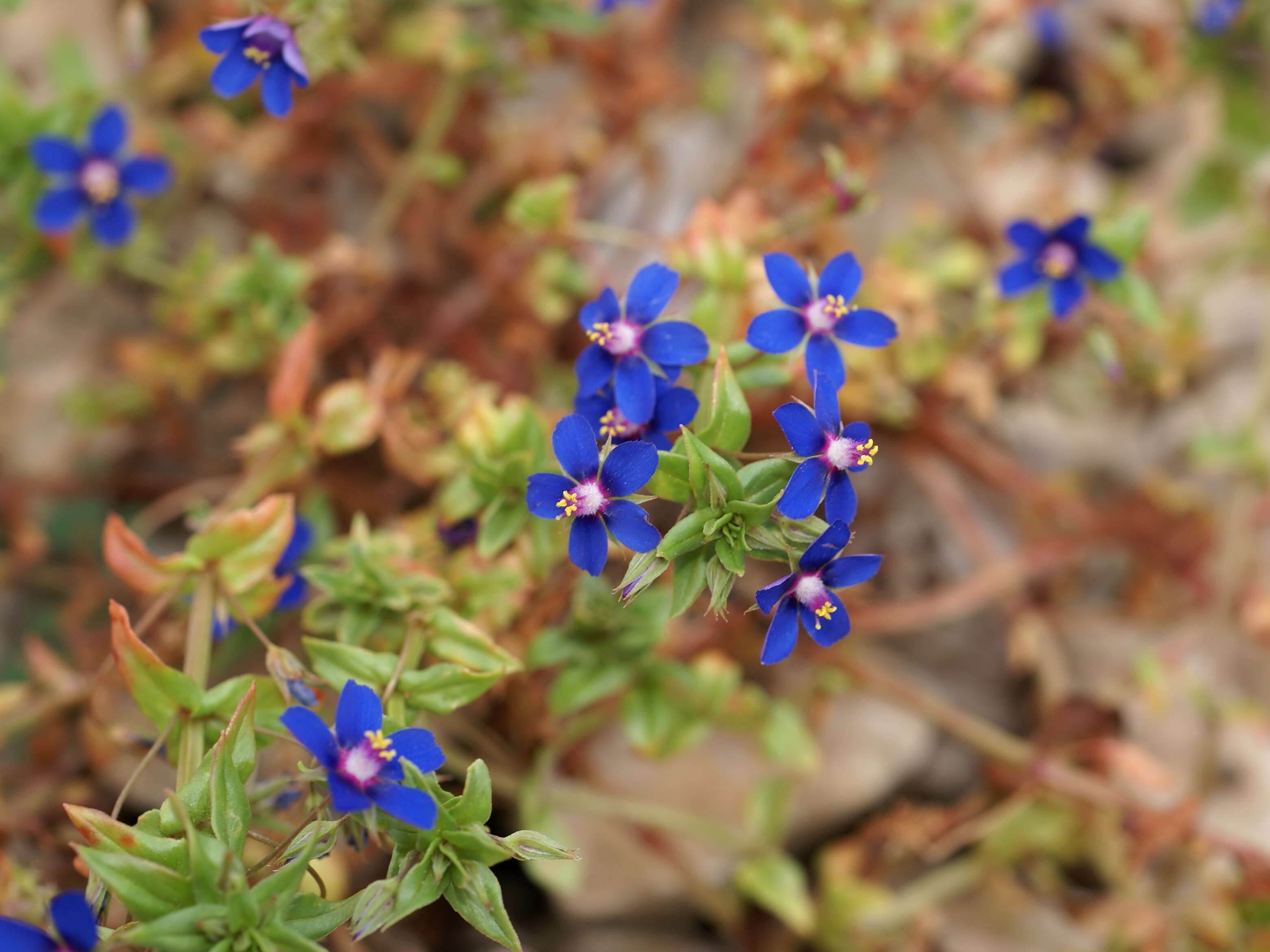 Imagem de Lysimachia foemina (Mill.) U. Manns & Anderb.