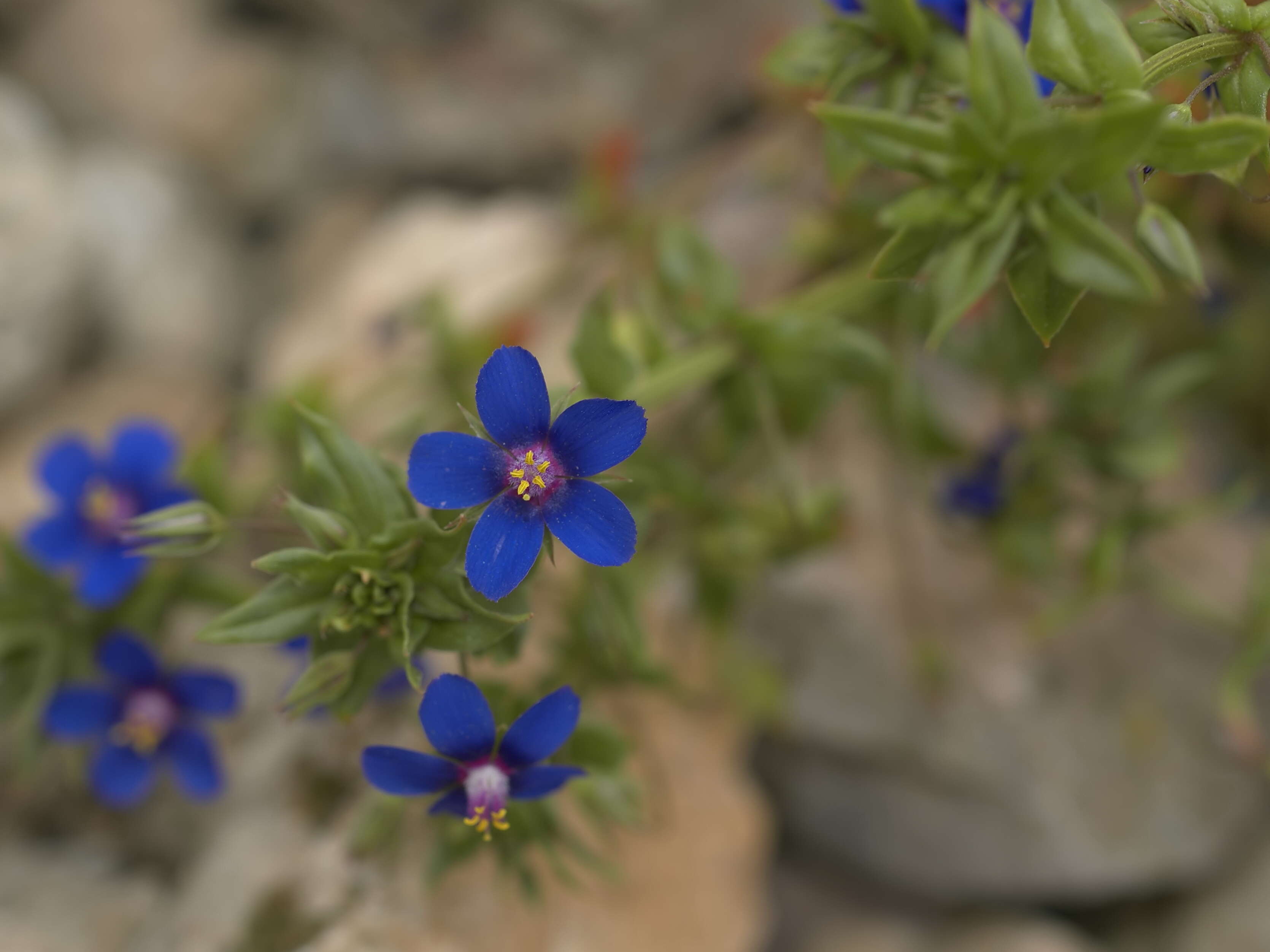 Imagem de Lysimachia foemina (Mill.) U. Manns & Anderb.