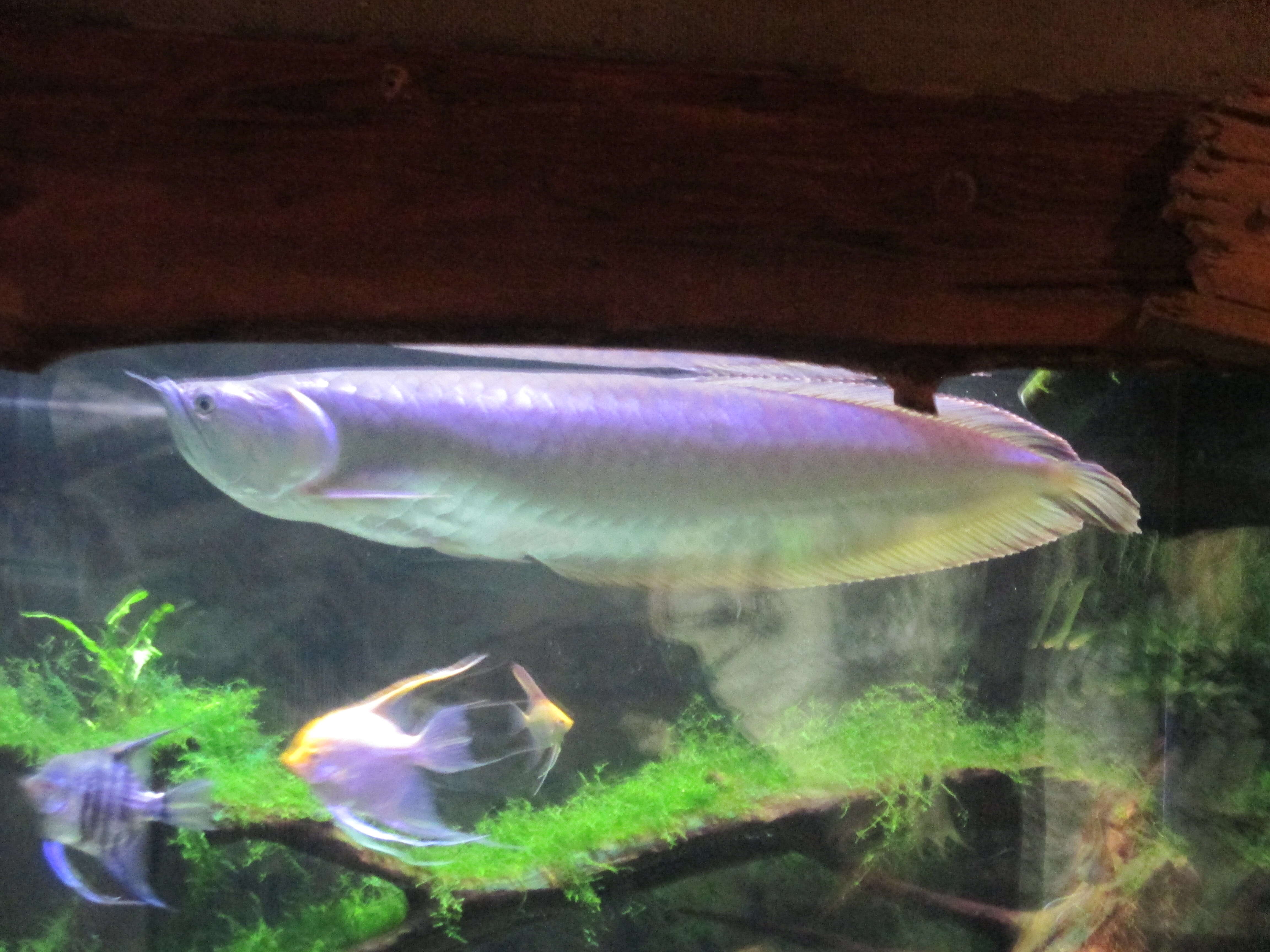 Image of silver arowana