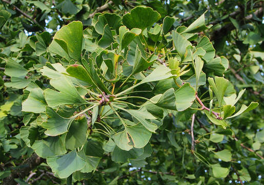 Image of Ginkgoopsida