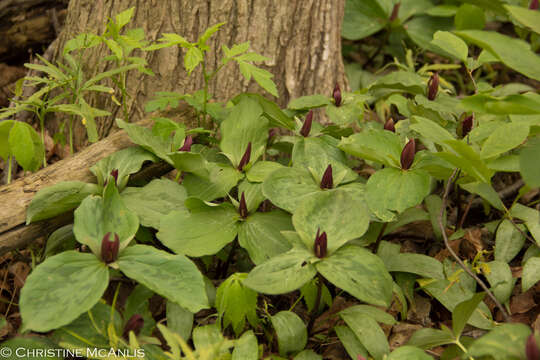 Image of toadshade