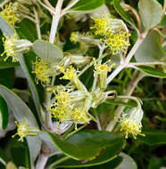 Olearia telmatica Heenan & de Lange resmi