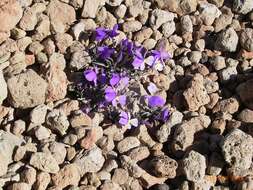 Image of Viola cheiranthifolia Humb. & Bonpl.