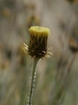 Image of Phagnalon saxatile (L.) Cass.