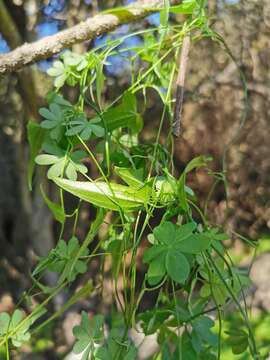 Image of Dioscorea aristolochiifolia Poepp.