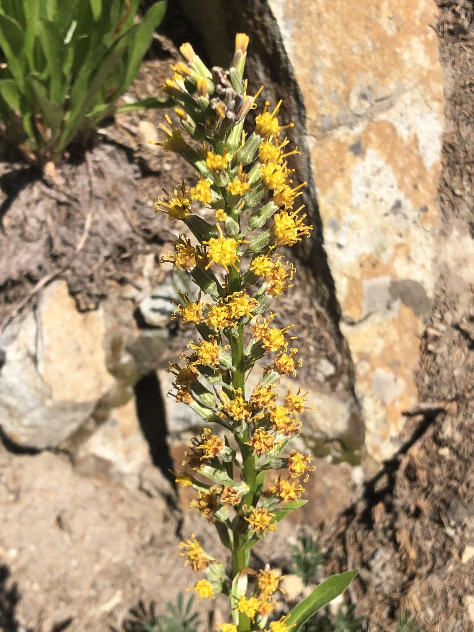 Image de Rainiera stricta (Greene) Greene