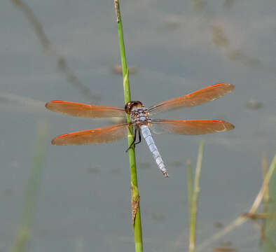 Libellula jesseana Williamson 1922 resmi