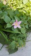 Image of Zephyranthes carinata Herb.