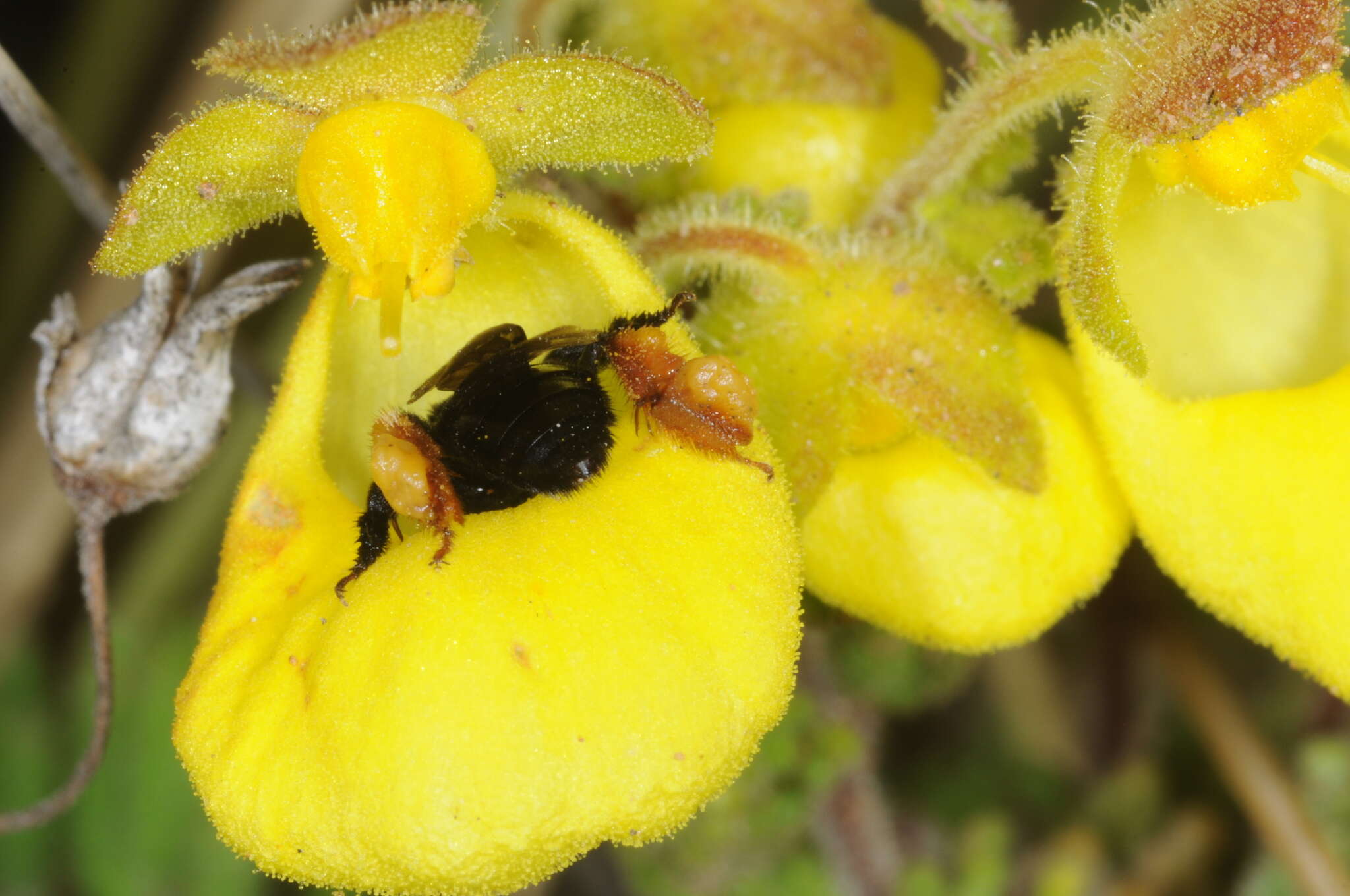 Image de Chalepogenus rufipes Roig-Alsina 1999