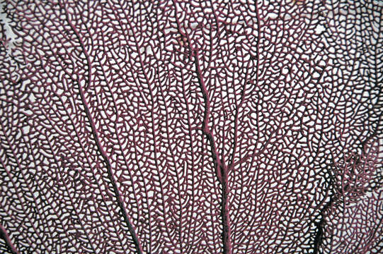 Image of Caribbean sea fan