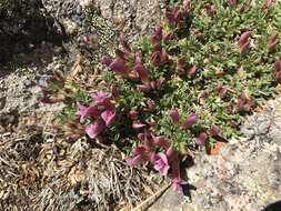 Image of dwarf clover