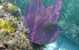 Image of Caribbean sea fan