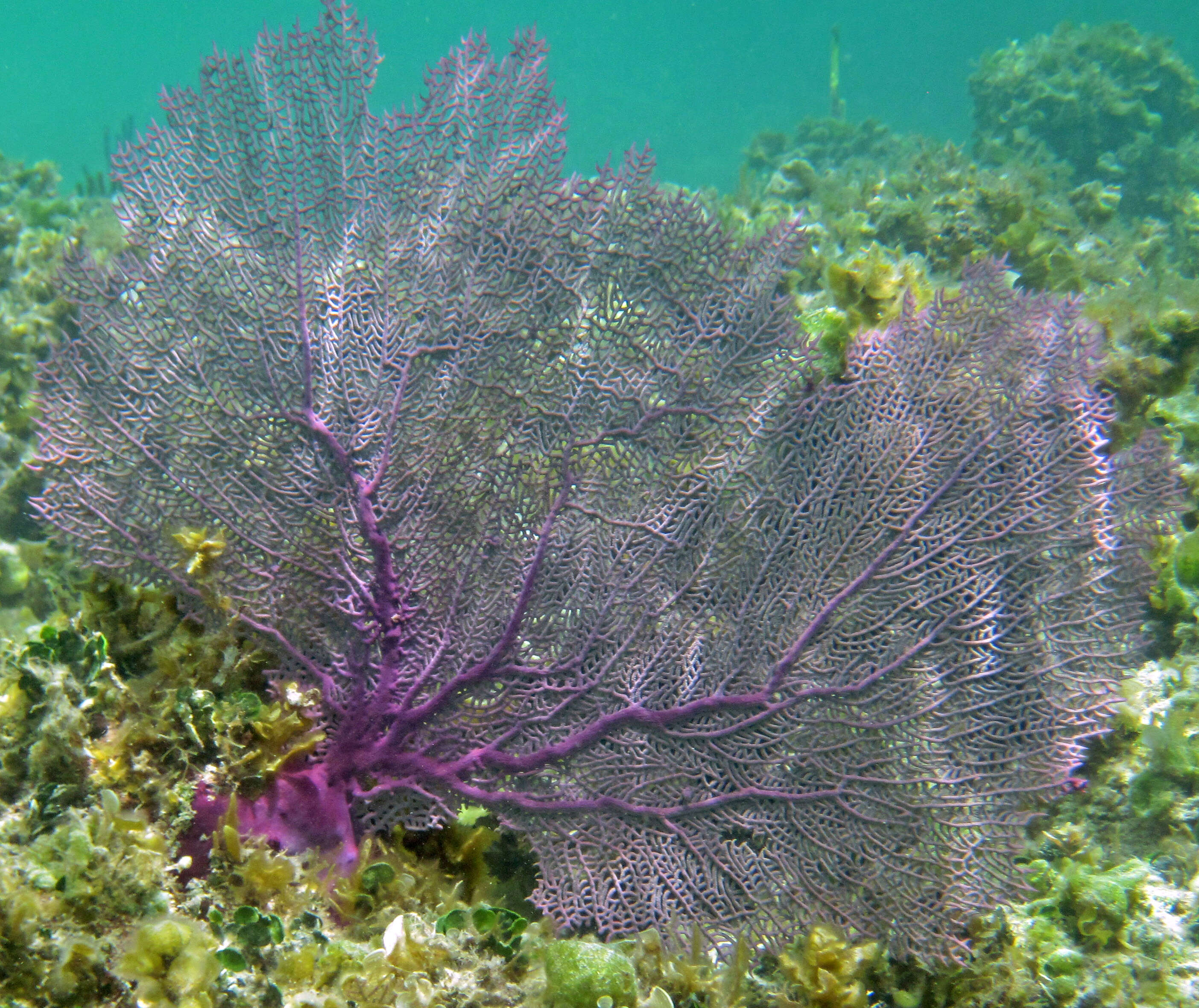 Image of Caribbean sea fan