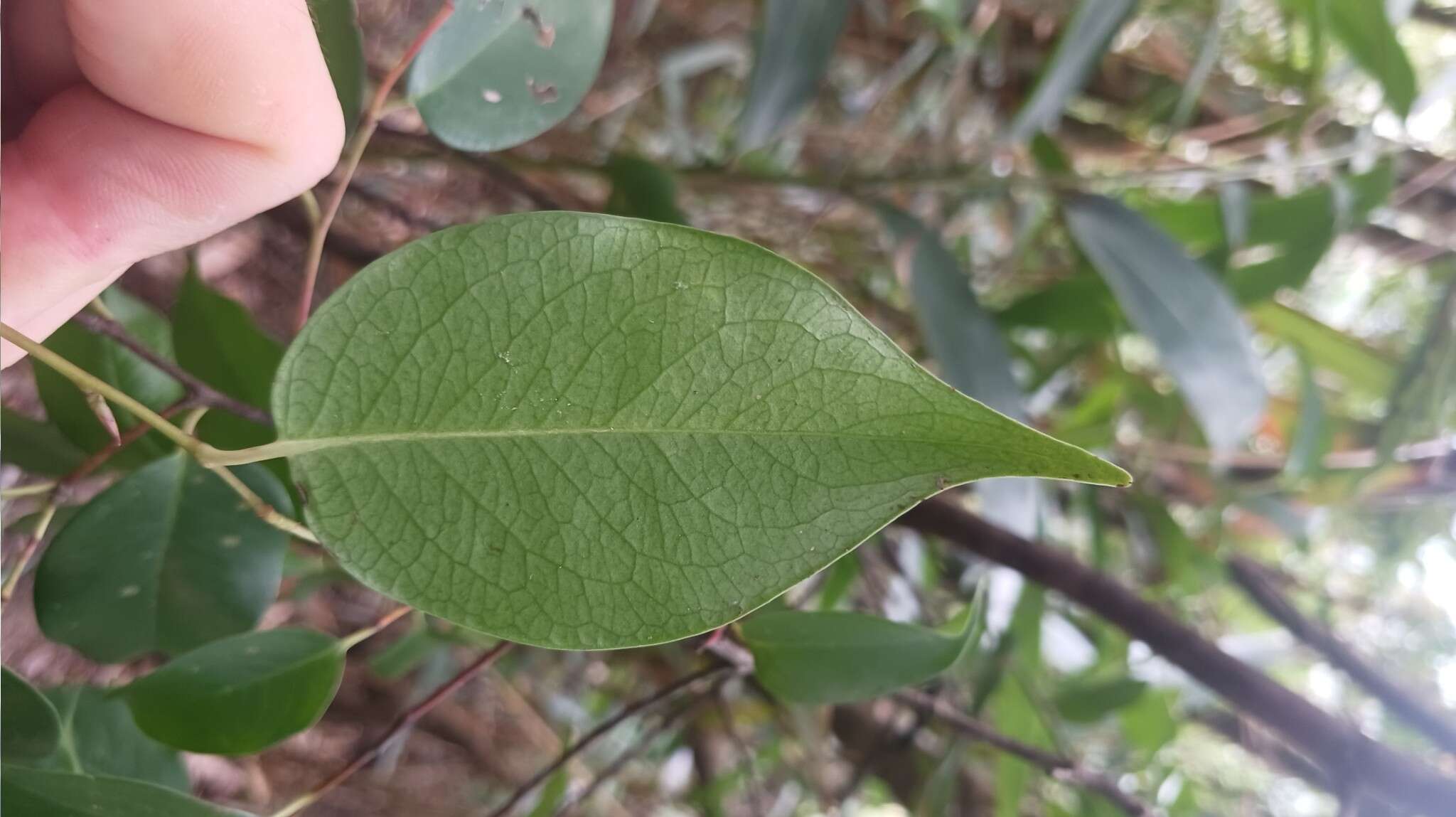 Image of Pentaphylax euryoides Gardner & Champ.