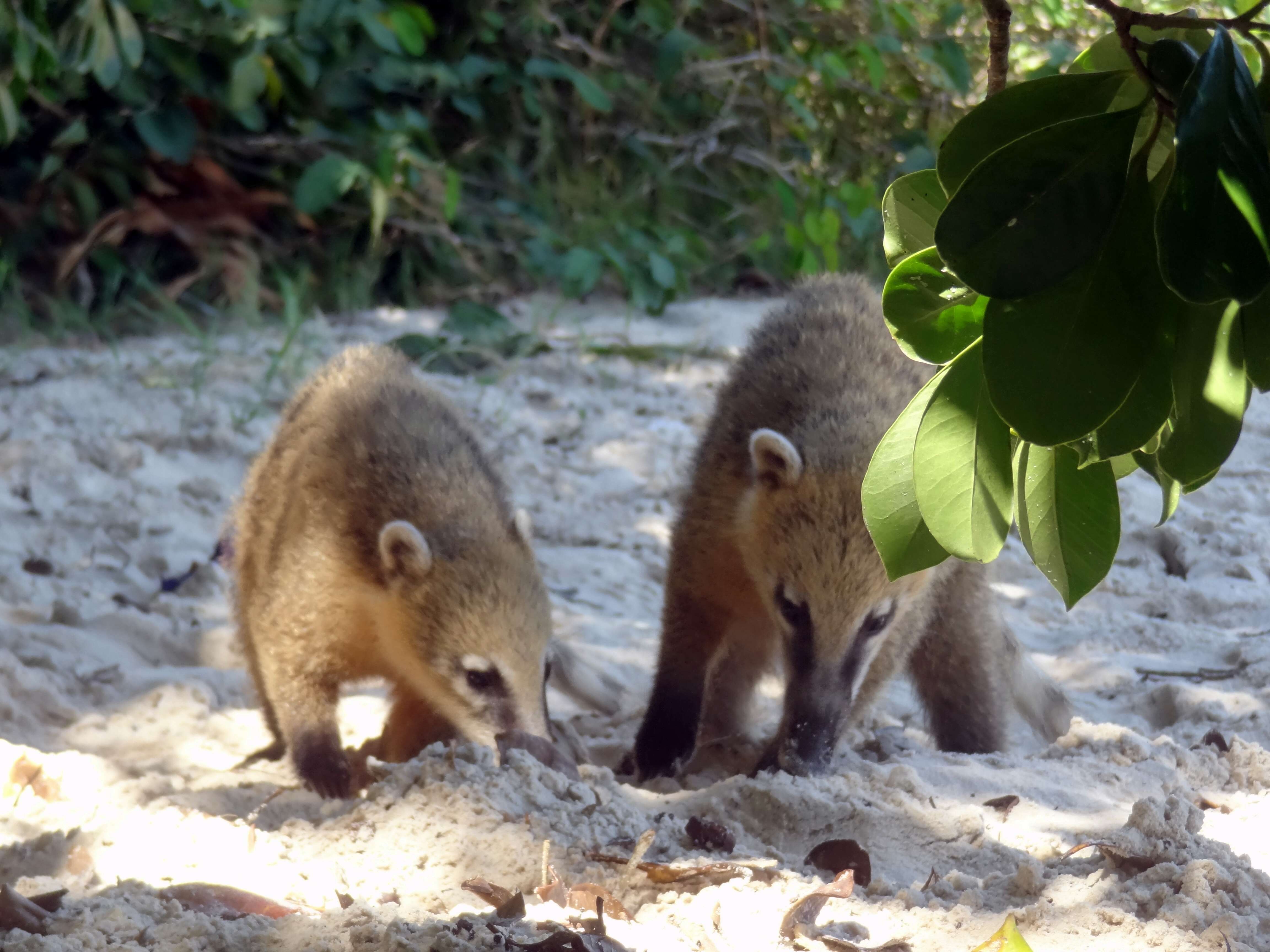 Image of South American Coati