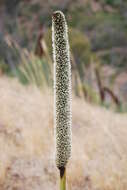 Image of Xanthorrhoea semiplana F. Muell.