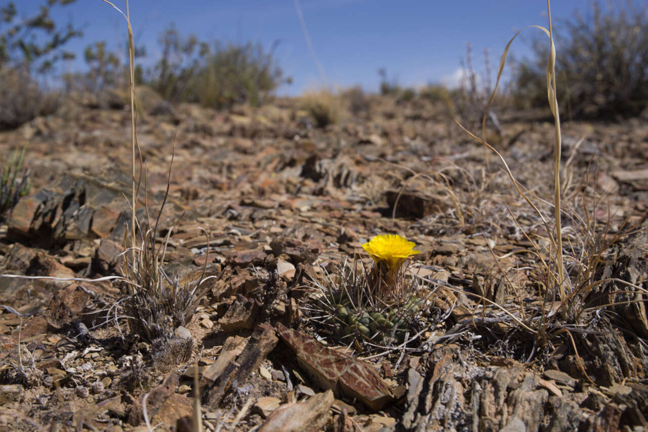 Image of Rebutia neumanniana (Werderm.) D. R. Hunt