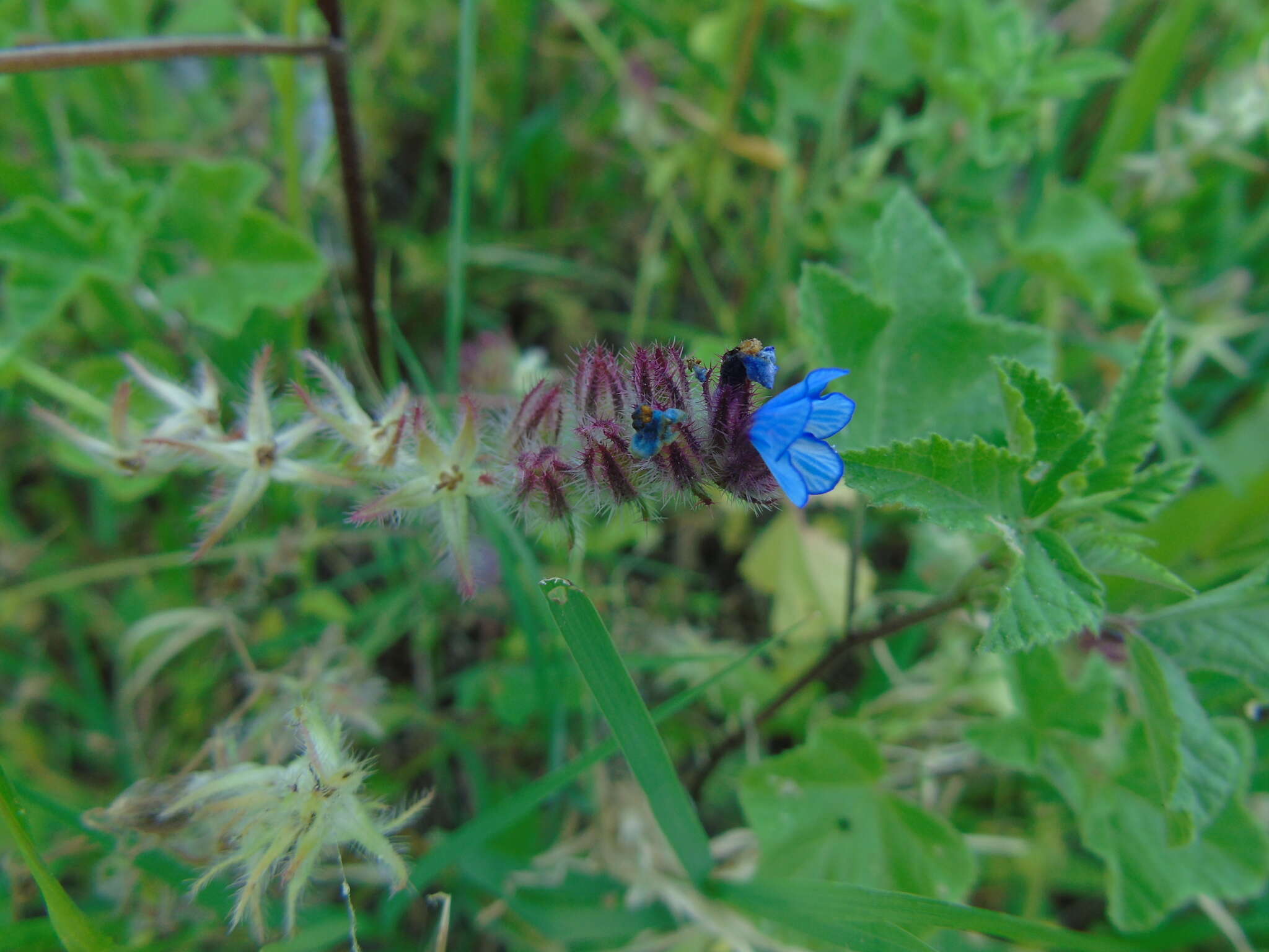 صورة Anchusella cretica (Mill.) M. Bigazzi, E. Nardi & F. Selvi