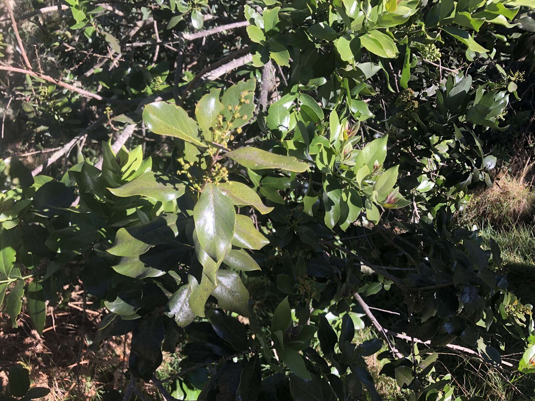 Image of mountain sandalwood