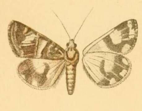 Image of Drasteria Hübner 1818