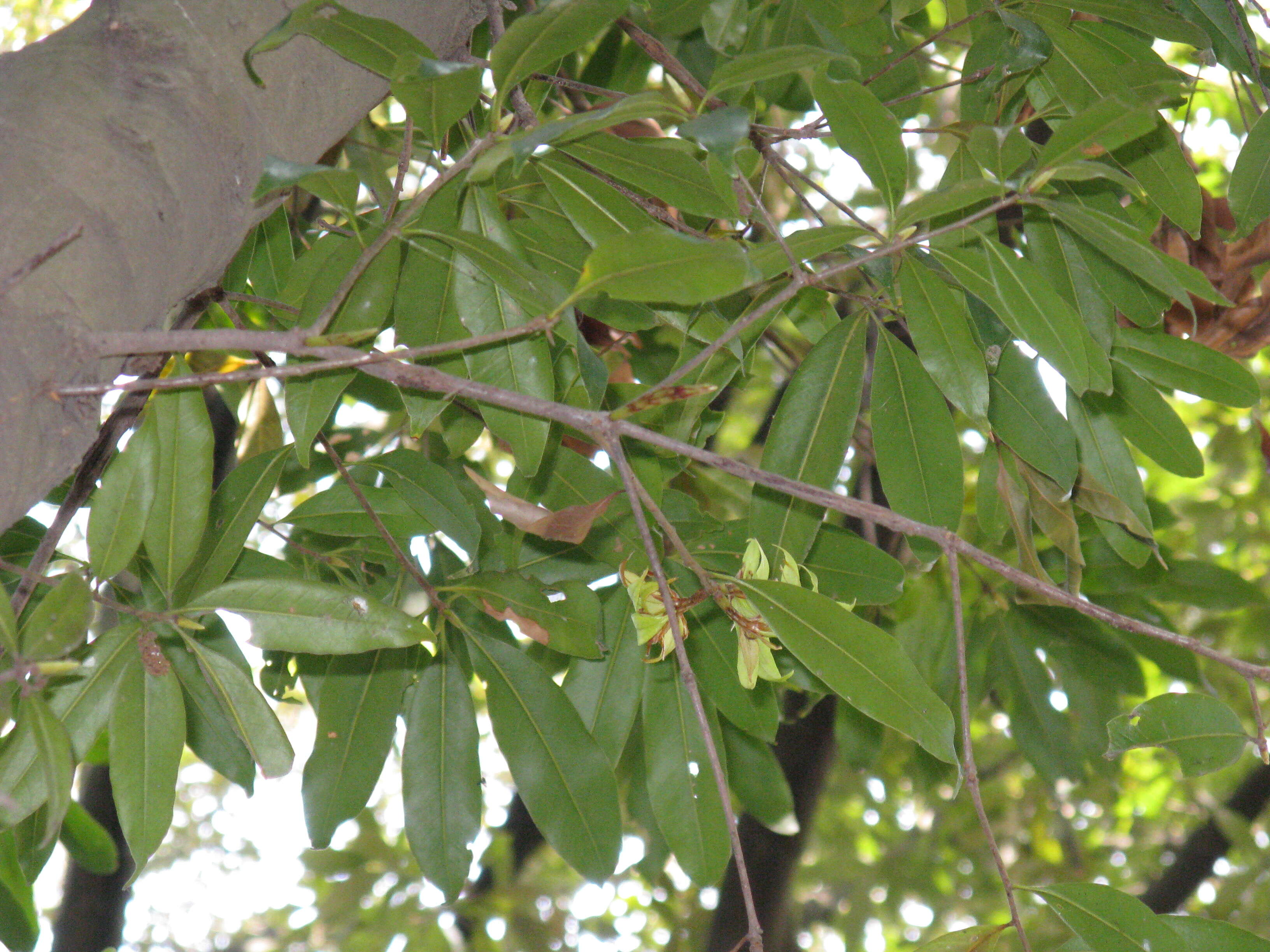 Image of Quercus sessilifolia Blume